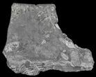 Wide Fossil Seed Fern Plate - Pennsylvania #65905-1